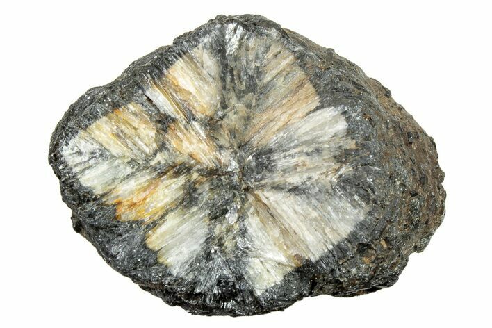 Fluorescent Chiastolite Andalusite - Kola Peninsula, Russia #244392